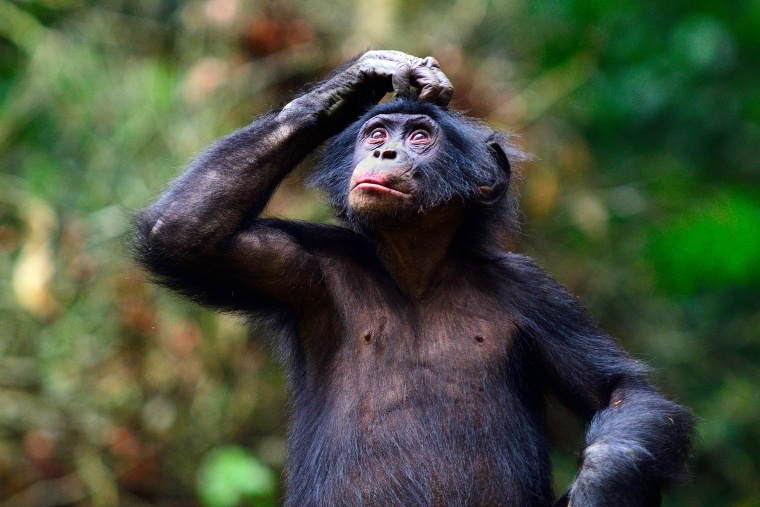 Un jeune bonobo se grattant la tête.