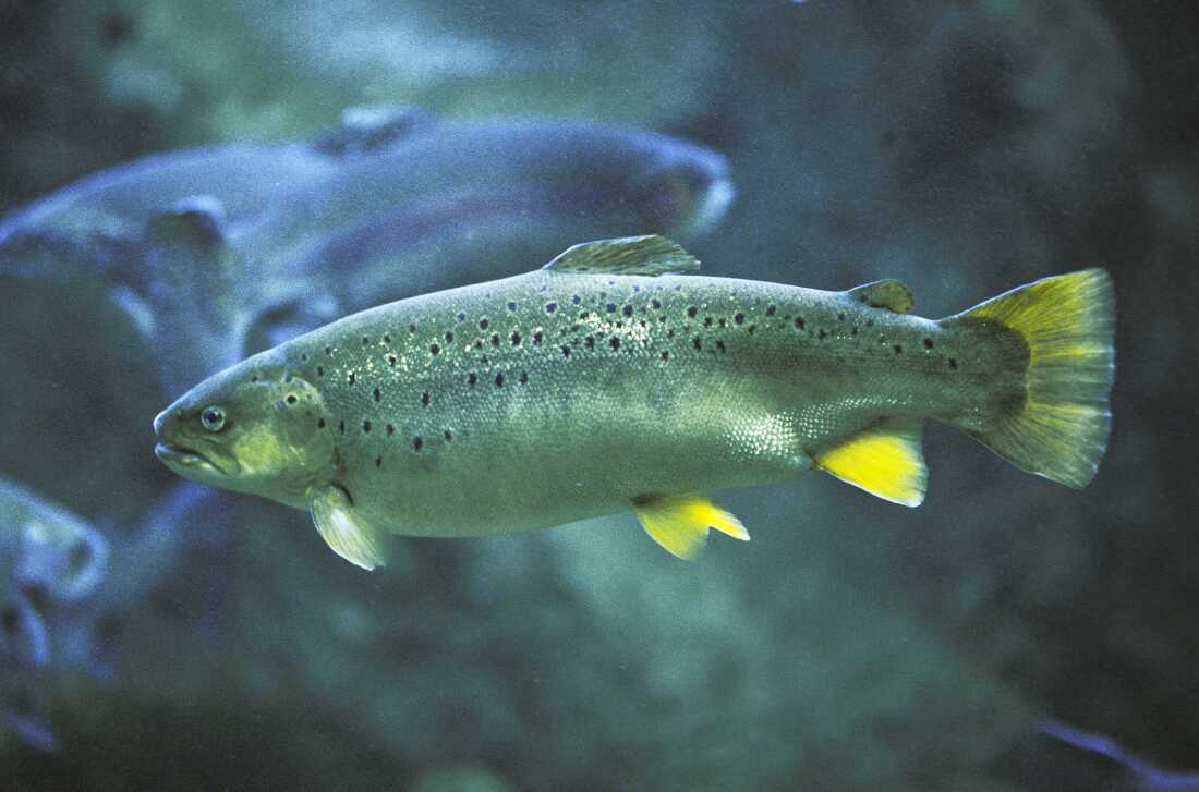 Saumon atlantique, salmo salar, adulte, Québec au Canada