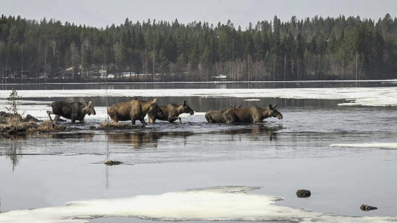 Des élans en Suède pendant les préparatifs de la diffusion en direct de la grande migration des élans