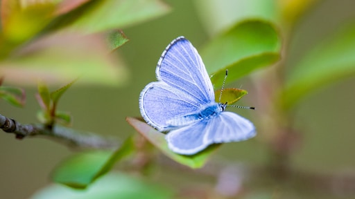 Déclin des papillons aux Pays-Bas