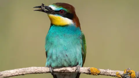 Oiseau aux plumes turquoise, jaune et verte perché sur une branche recouverte de lichen, tenant une abeille dans son bec