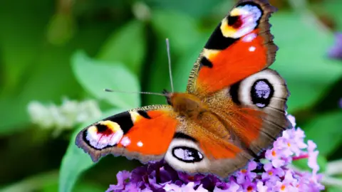 Papillon paon posé sur une fleur violette avec un fond de feuilles