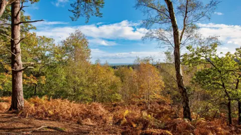 Sol forestier couvert de fougères, bruyère et arbres sous un ciel bleu