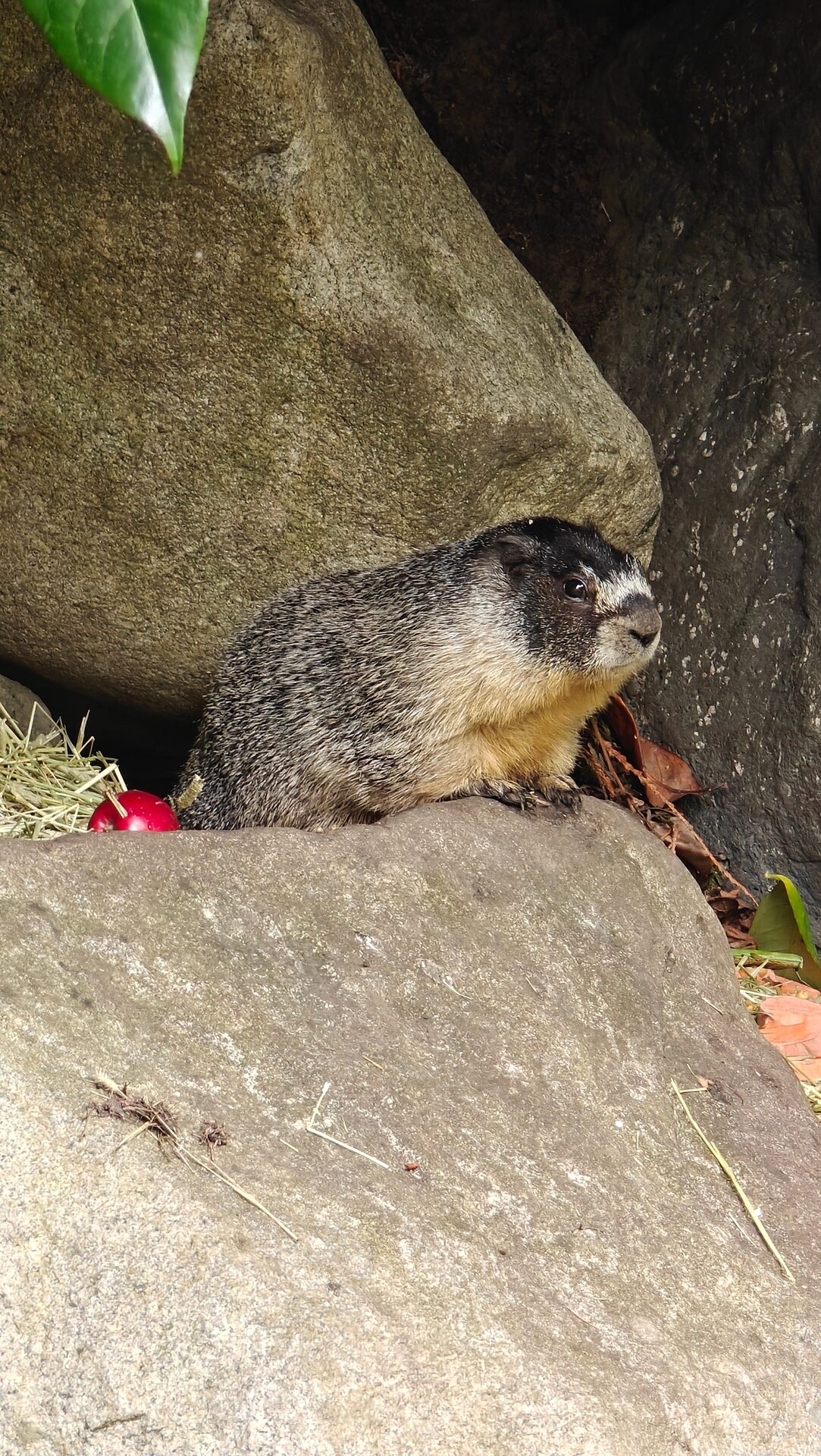 Roger la marmotte en alerte à Victoria