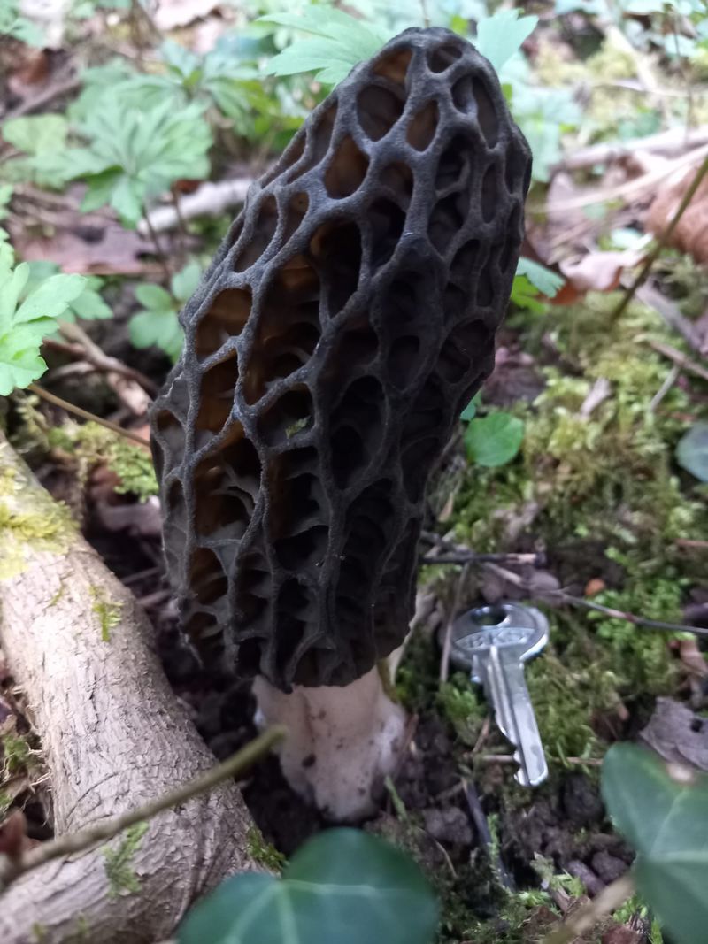 Morille noire dans la forêt avec une clé pour échelle.