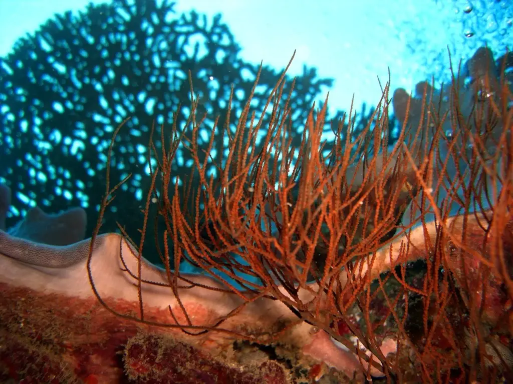 Exploitation minière sous-marine en pleine activité