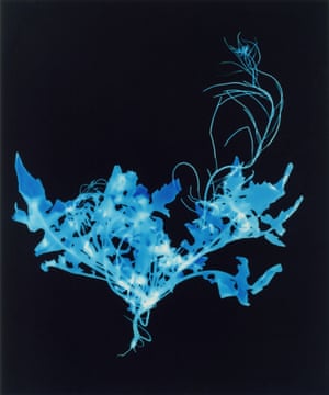 Plant Portraits or Weeds & Aliens Studies par Chrystel Lebas