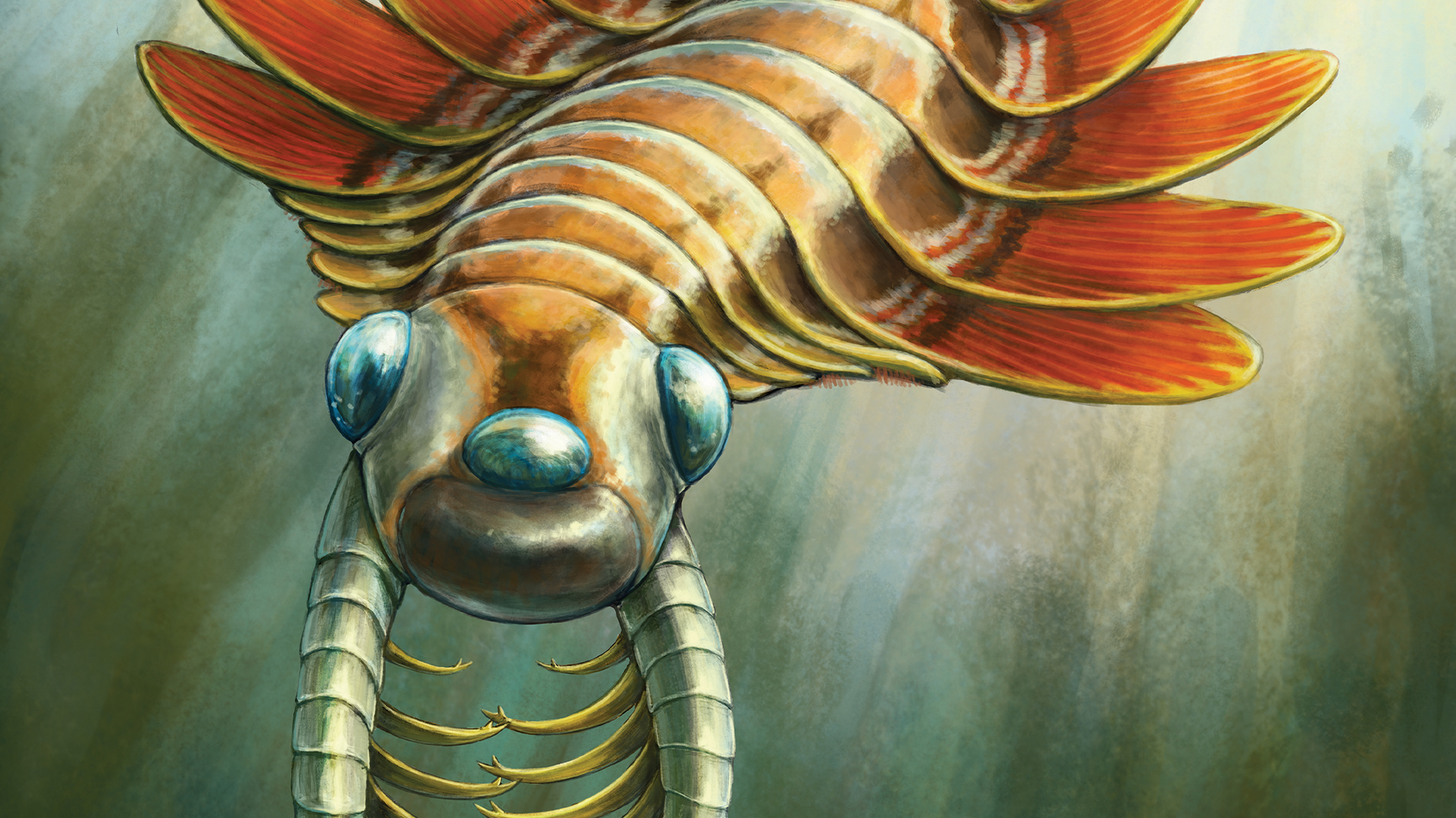 Illustration d'un arthropode éteint, Mosura fentoni, avec trois grands yeux noirs, des antennes et 16 segments corporels