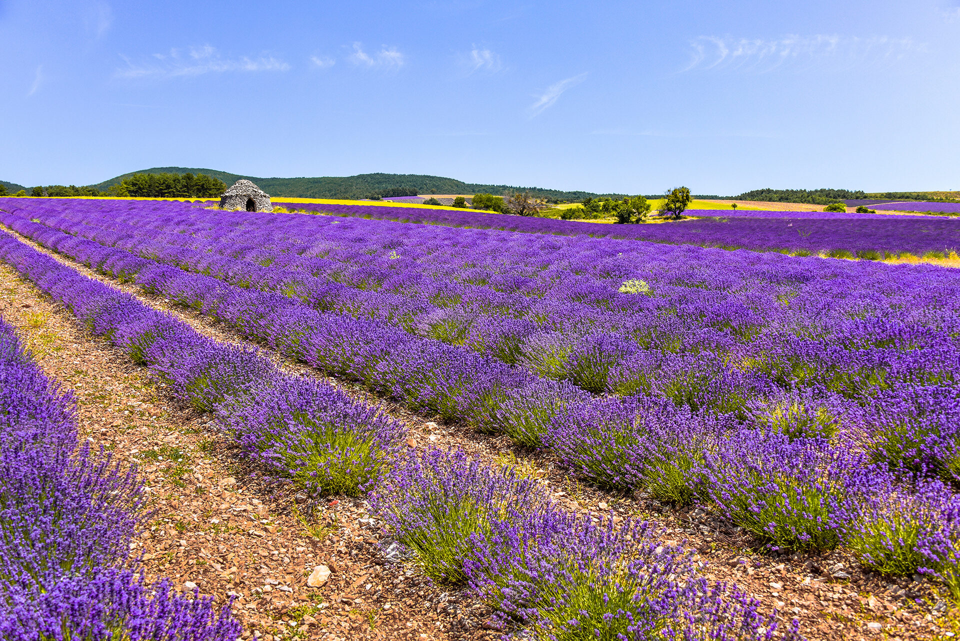 La lavande, de Montbrun-les-Bains à Ferrassières La lavande, de Montbrun-les-Bains à Ferrassières