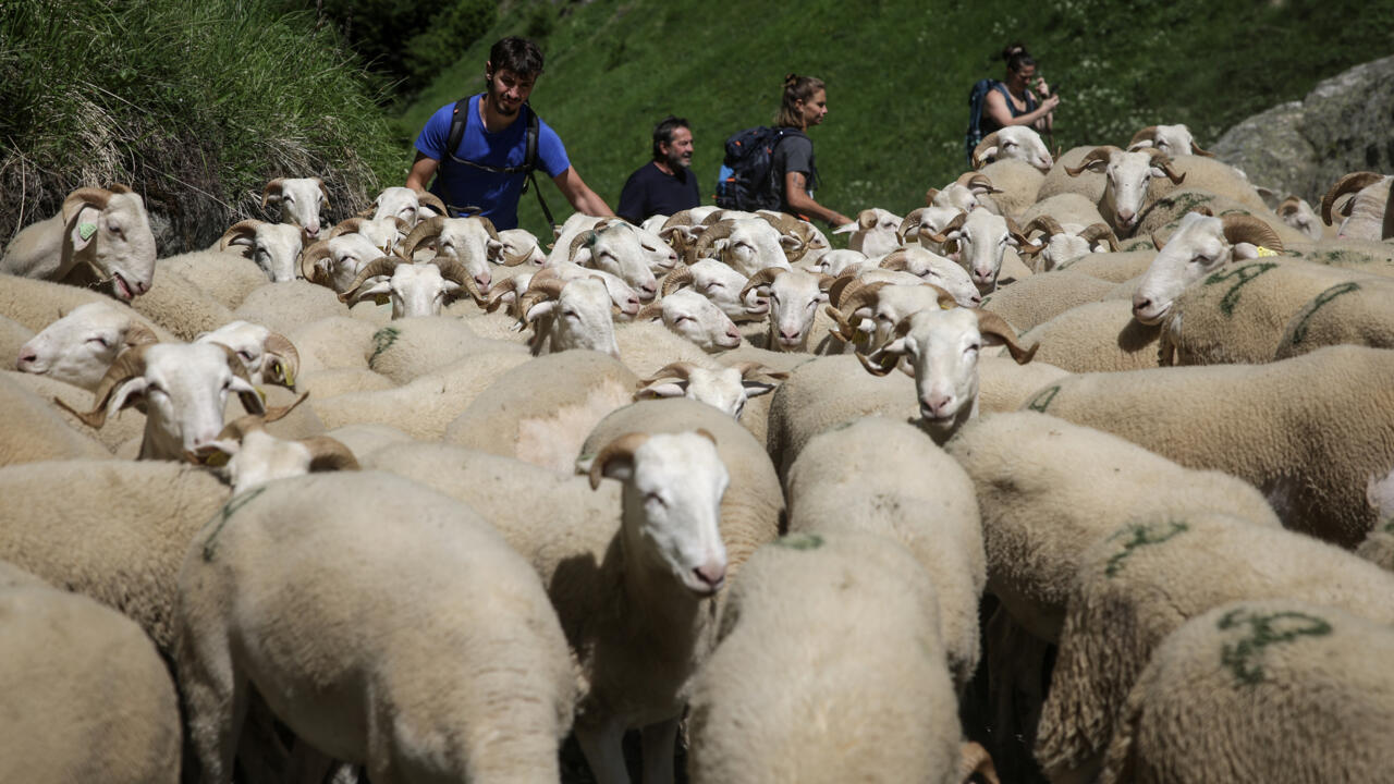 Troupeau de moutons grimpant vers des pâturages d'altitude dans les Hautes-Pyrénées, à Gèdre, pendant la transhumance, le 18 juin 2025