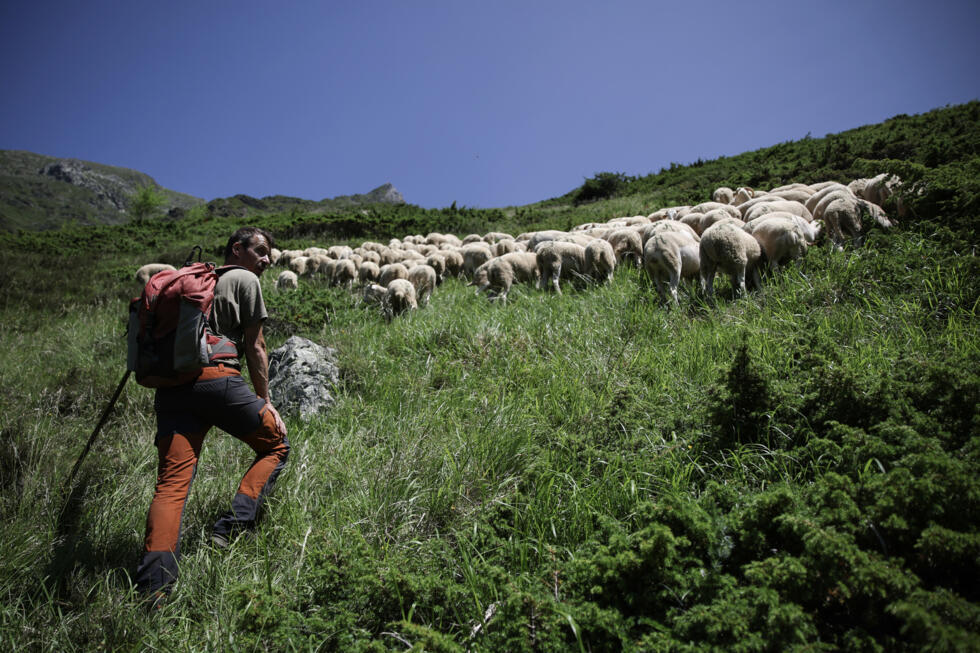Transhumance à Gèdre, dans les Hautes-Pyrénées, le 18 juin 2025