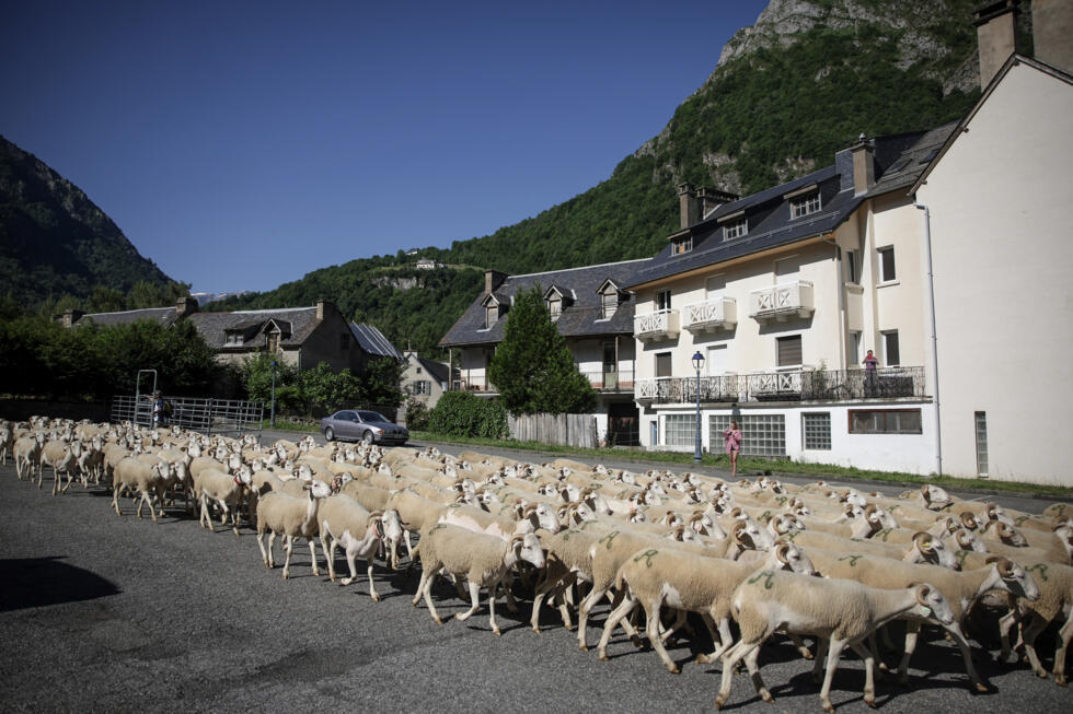 Un troupeau de moutons traverse Gèdre, dans les Hautes-Pyrénées, le 18 juin 2025