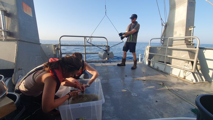 Objectif pour les scientifiques du programme de recherche Atlas Sea : collecter plus de 4 000 espèces marines, parmi lesquelles, des mollusques, des poissons ou des algues, pour séquencer leur génome. (BORIS HALLIER / FRANCEINFO / RADIO FRANCE)