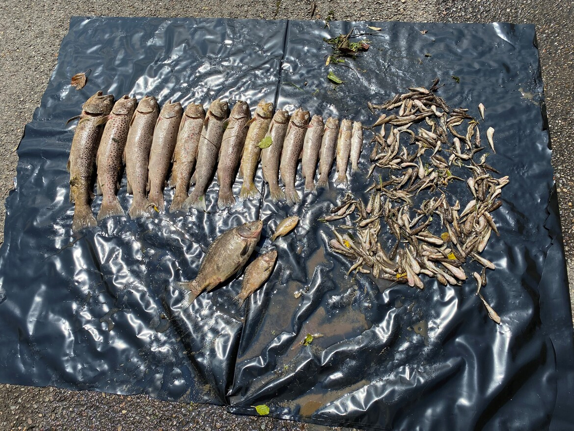 Poissons de différentes tailles alignés sur une bâche noire, étalés sur un sol humide.