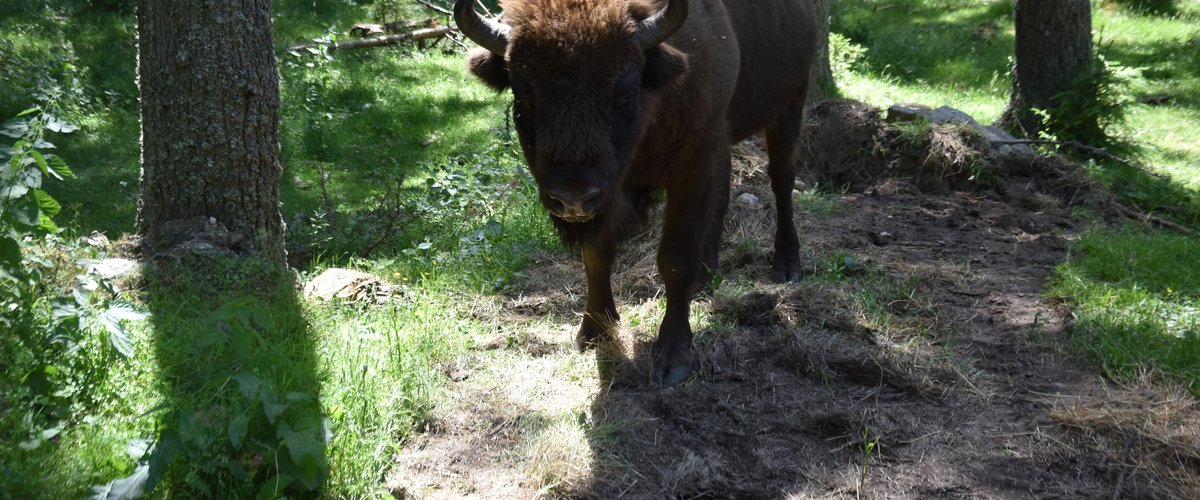 Bison européen dans la réserve de Sainte-Eulalie