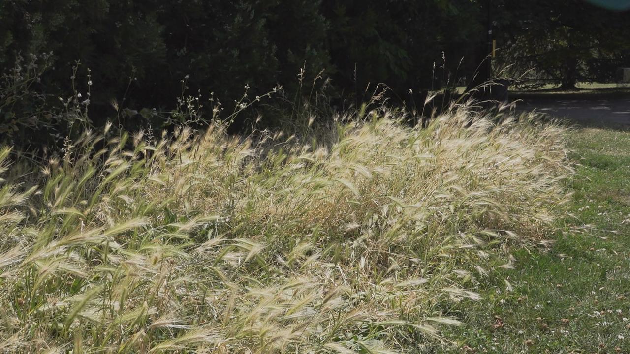 Les épillets se trouvent souvent aux abords des espaces dédiés à la biodiversité. [RTS]