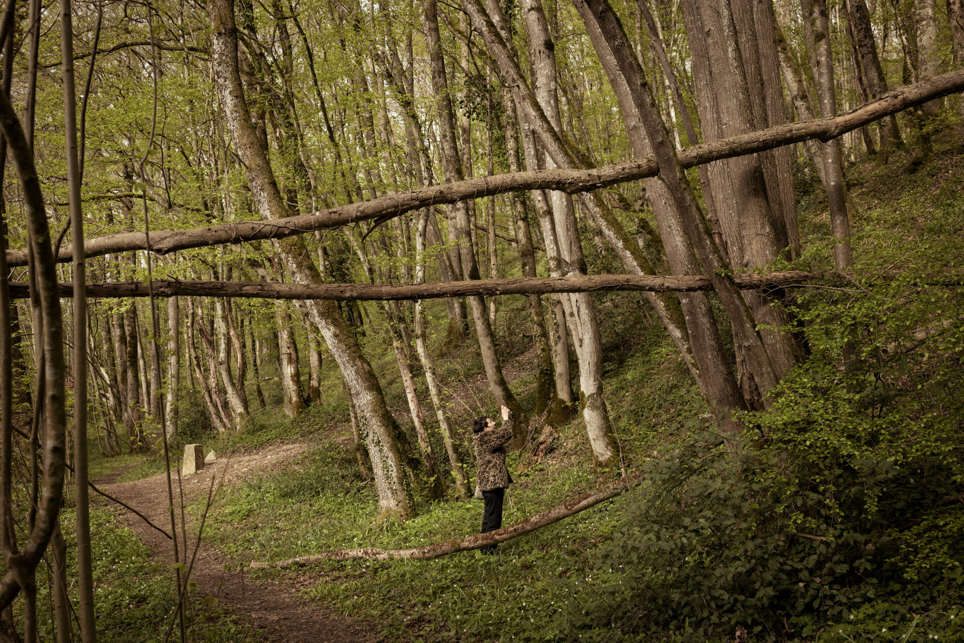 Borne numéro 1 à Chancy Personne photographiée près de la borne numéro 1 à Chancy, Suisse, entourée d’arbres dans une forêt, symbolisant la frontière entre la Suisse et la France.
