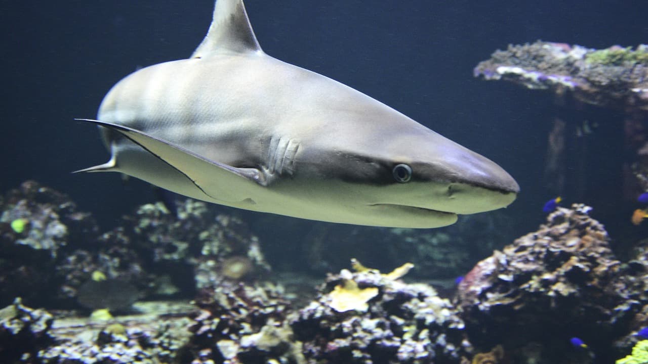 Requin en Polynésie française