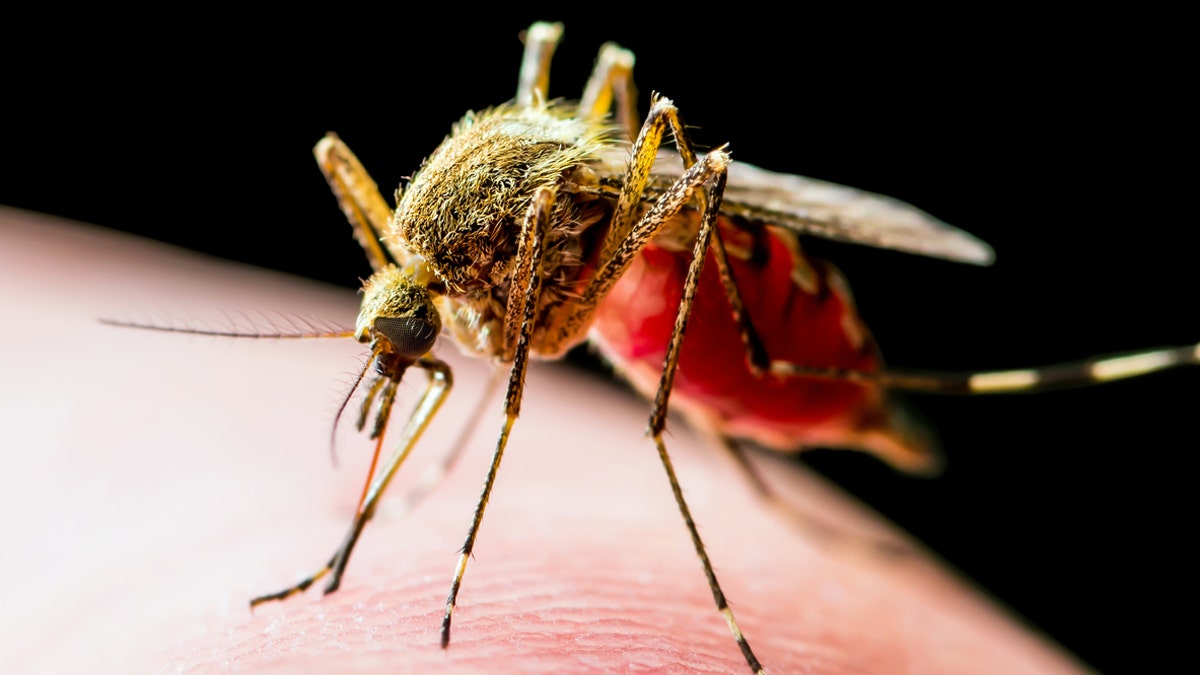 Culex species mosquitoes
