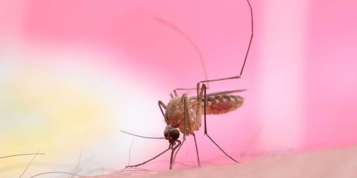Moustique vecteur du virus West Nile