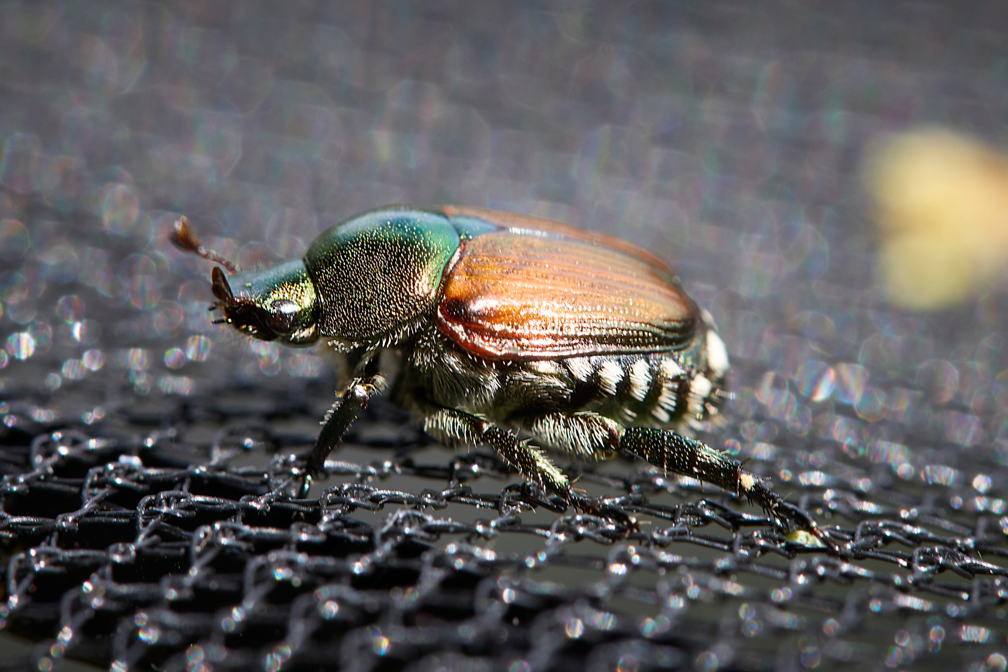 Gros plan d’un scarabée du Japon sur un filet recouvert d’insecticide à Gondo, près de la frontière italienne, installation par le service de l’agriculture du Valais.