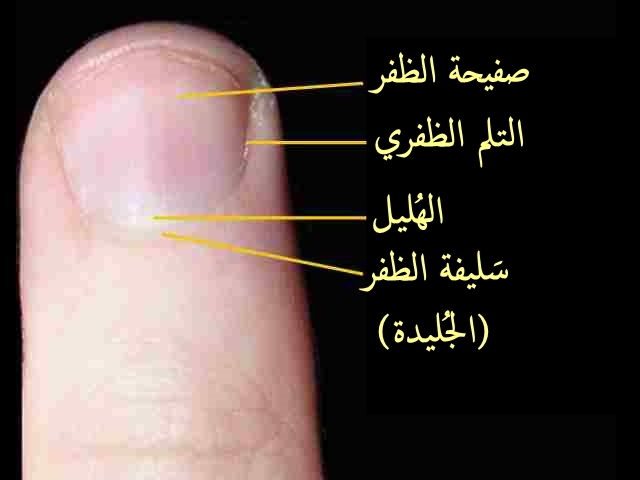 État des ongles et signaux de santé