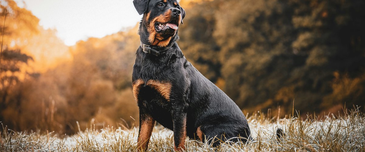 Rottweiler présenté lors d’un concours de race