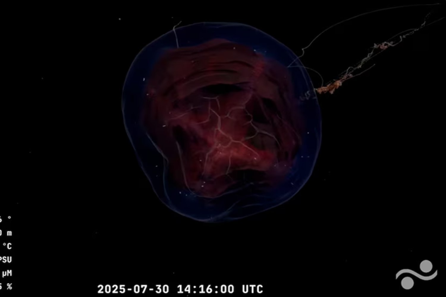 Un voyage inattendu au fond du Mar Argentino: la mission qui révèle un monde caché à presque 4.000 mètres