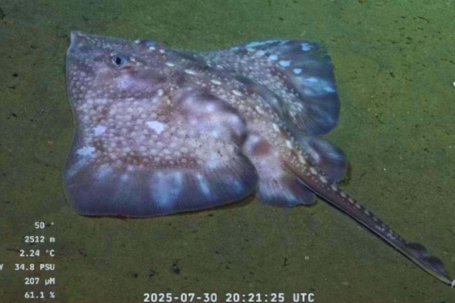 Un voyage inattendu au fond du Mar Argentino: la mission qui révèle un monde caché à presque 4.000 mètres