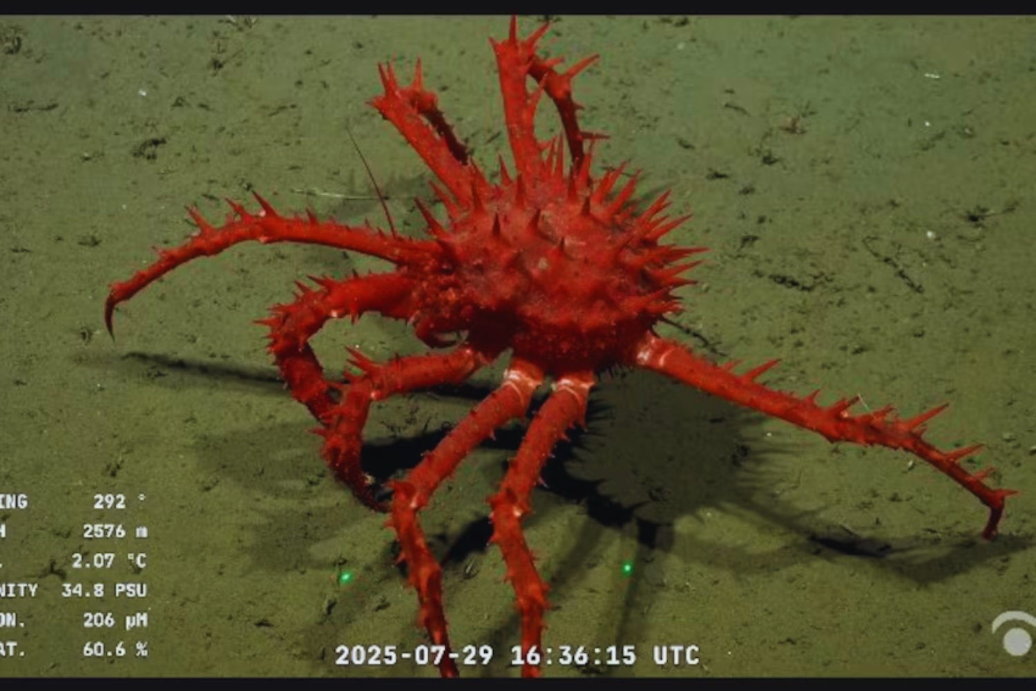 Un voyage inattendu au fond du Mar Argentino: la mission qui révèle un monde caché à presque 4.000 mètres