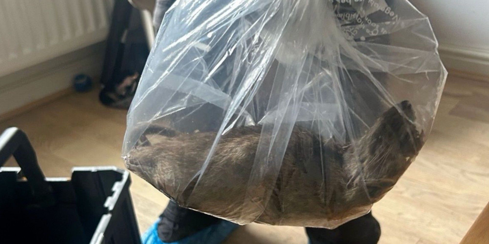 Rat géant découvert au Royaume-Uni