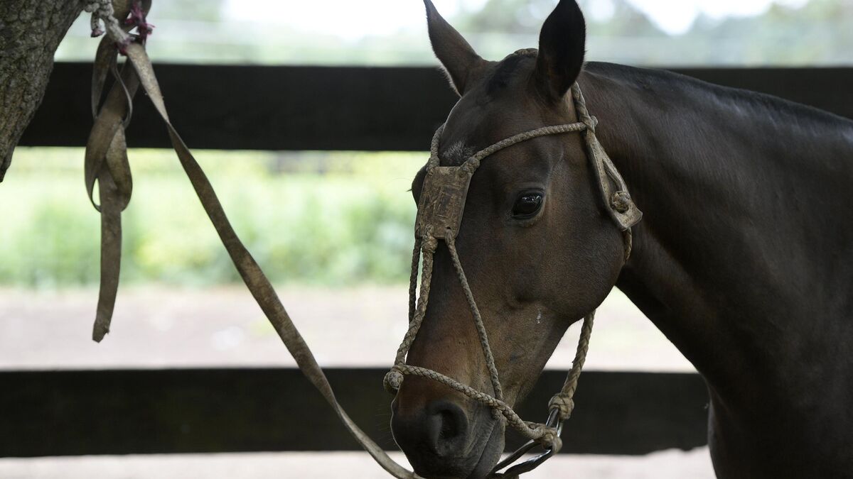 Chevaux mutilés après une nouvelle série d'agressions en Normandie