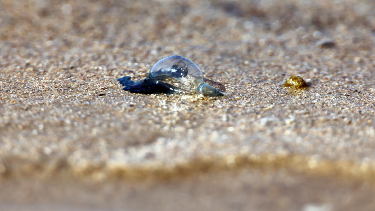 Une physalie, un invertébré marin très urticant, sur la plage d'Hendaye, dans les Pyrénées-Atlantiques, le 4 août 2025