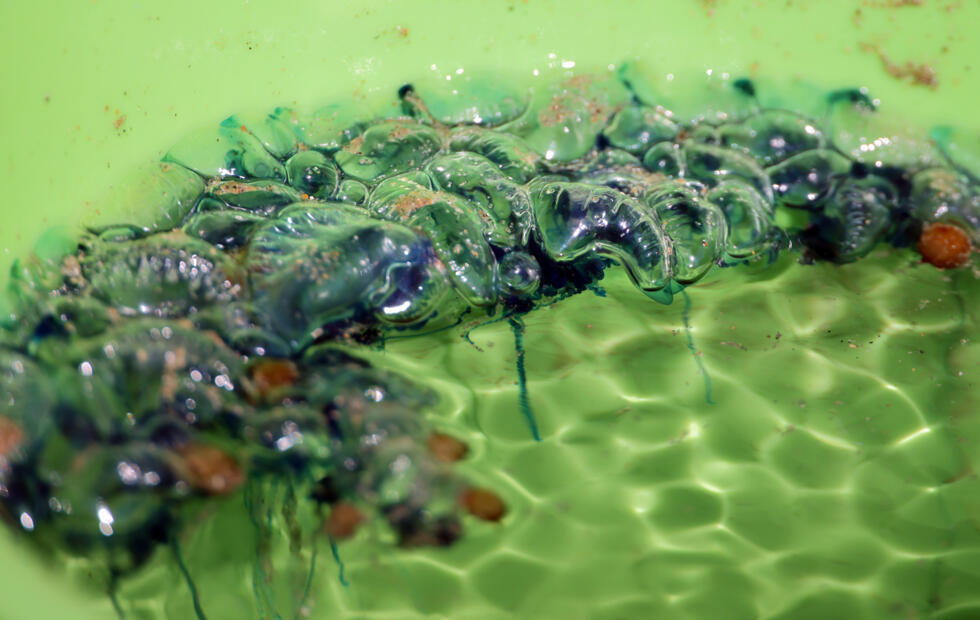 Des physalies ramassées sur la plage d'Hendaye, dans les Pyrénées-Atlantiques, le 4 août 2025