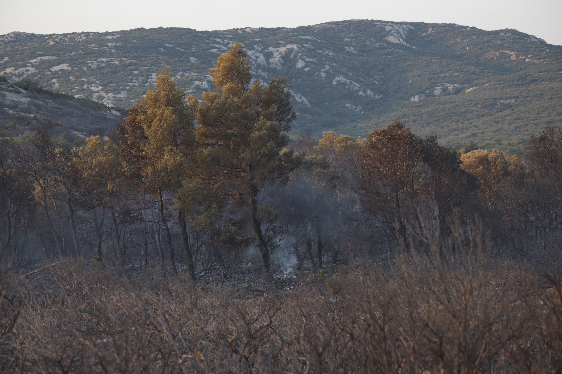 Forêts brûlées dans les Corbières après l
