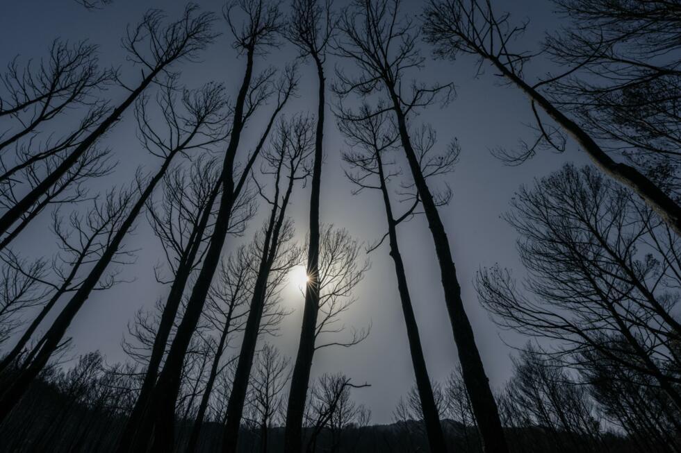 Des arbres calcinés après le passage de l'incendie dans l'Aude, à Thézan-des-Corbières, le 9 août 2025.