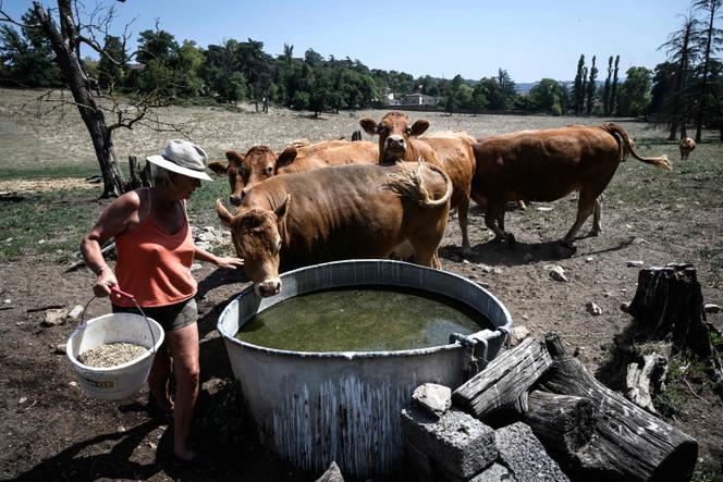 Un agriculteur prend soin de vaches limousines près d’une ferme
