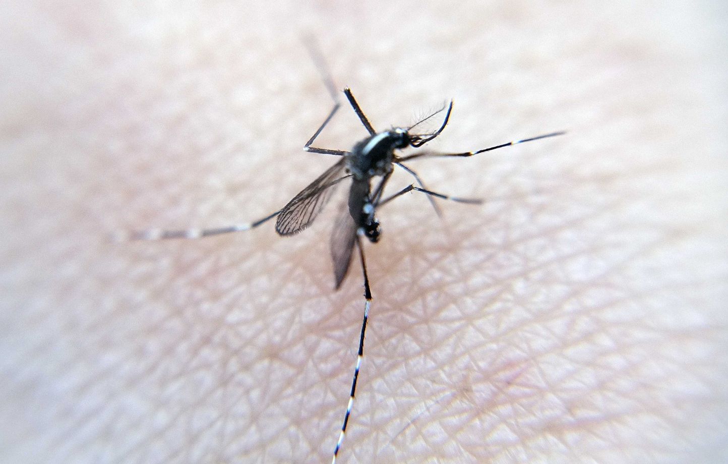 Illustration moustique tigre Aedes albopictus