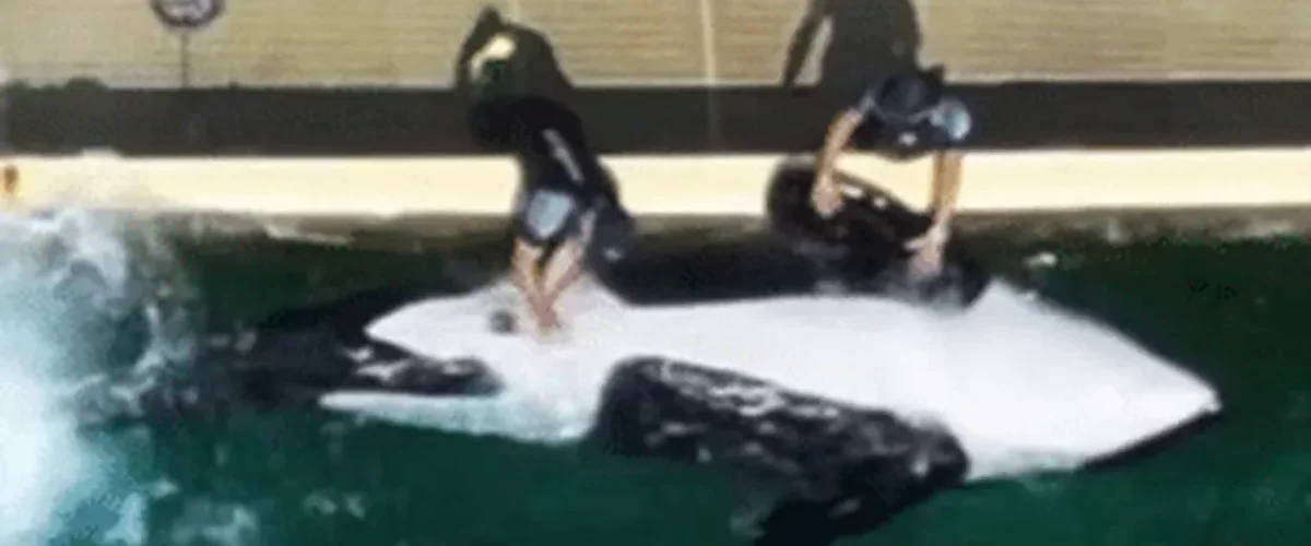 Orque Keijo dans le bassin du Marineland