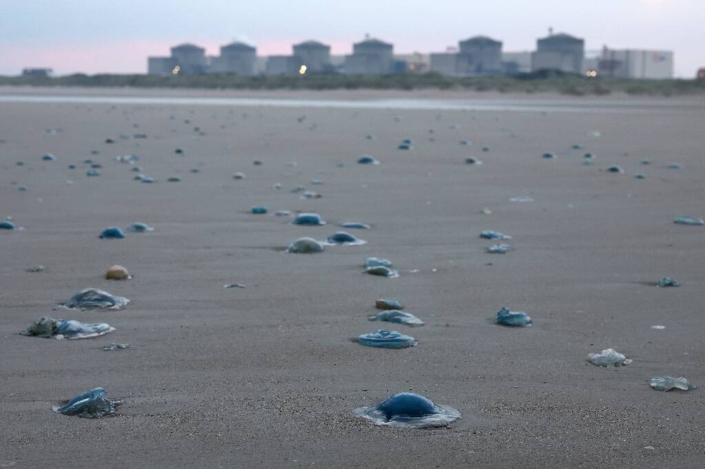 Méduses gélatineuses près du littoral de Gravelines