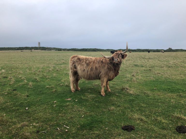 Moutons Loaghtan de l'Île de Man