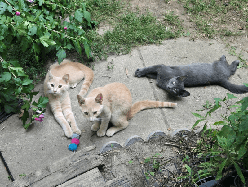 Chaton gris et frères près de la véranda