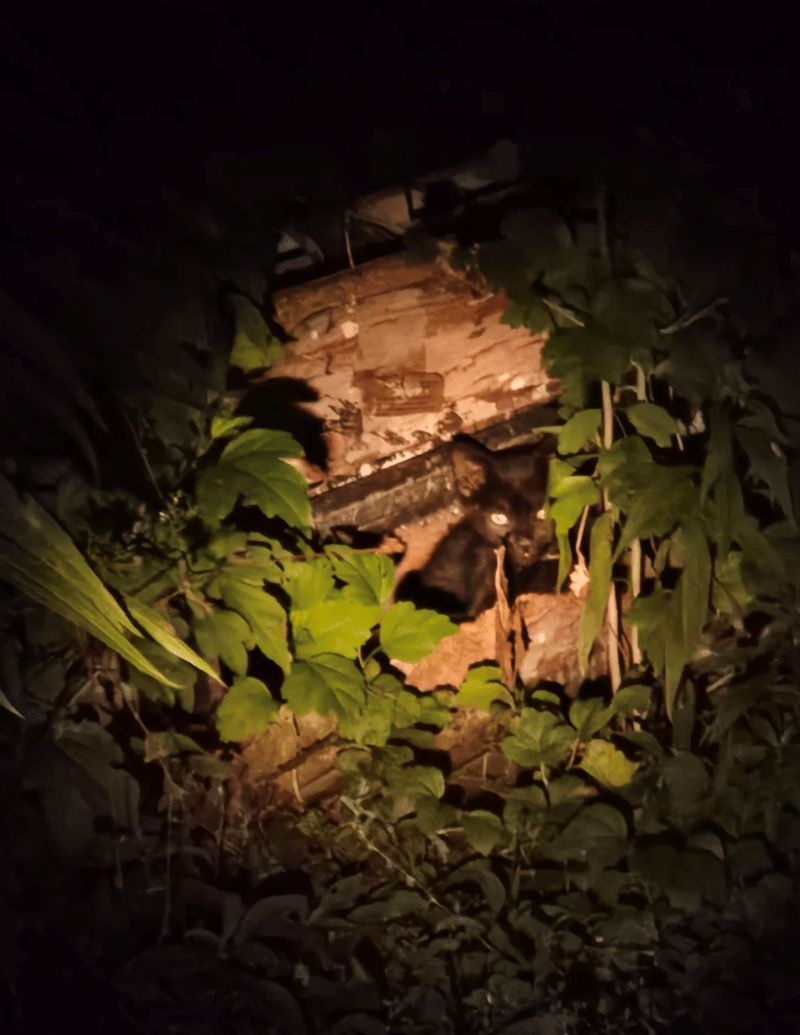 Quatre chatons blottis sur la véranda
