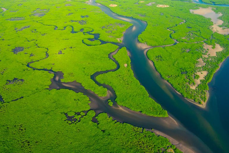 Vue aérienne d'une forêt de mangroves sur le fleuve Amazone