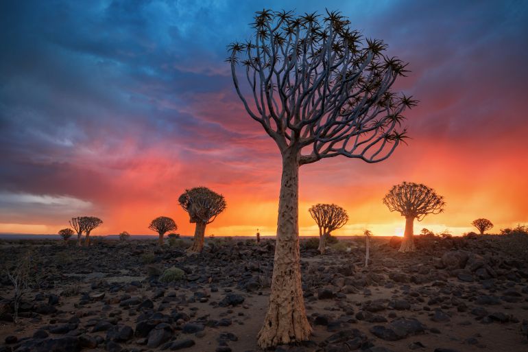 Coucher de soleil dans une forêt de kuifoer trees en Namibie