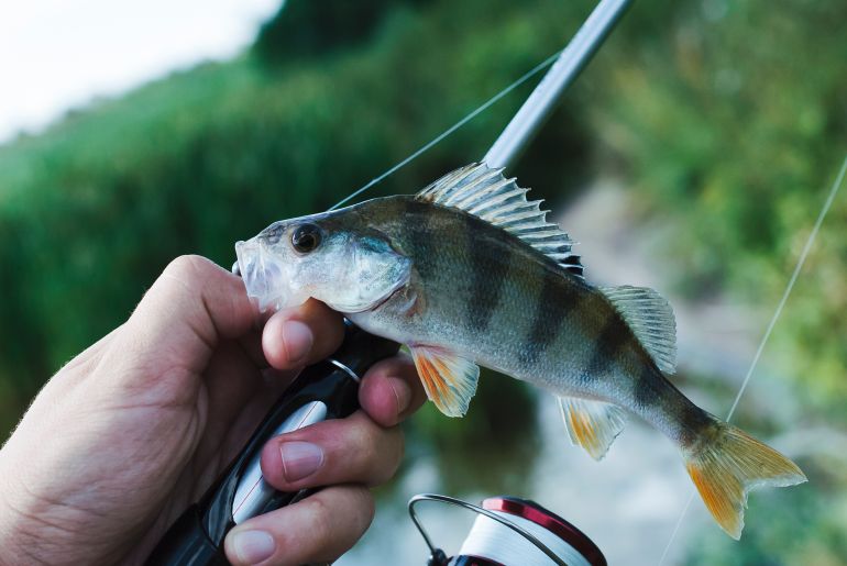 Pêcheur tenant un poisson