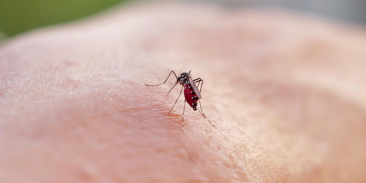 Moustique tigre et transmission du chikungunya
