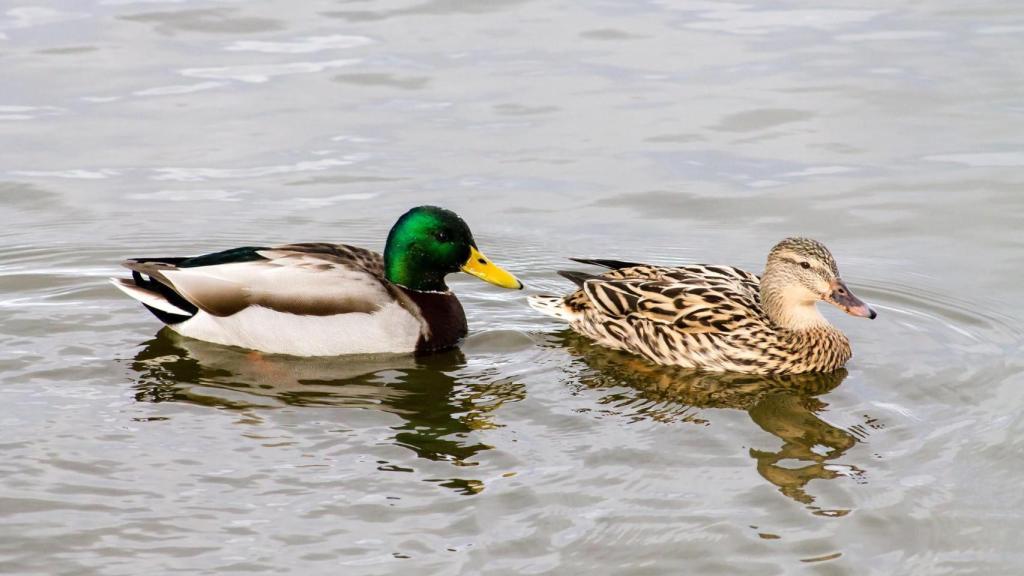 Canards et oies dans un étang à Sevilla