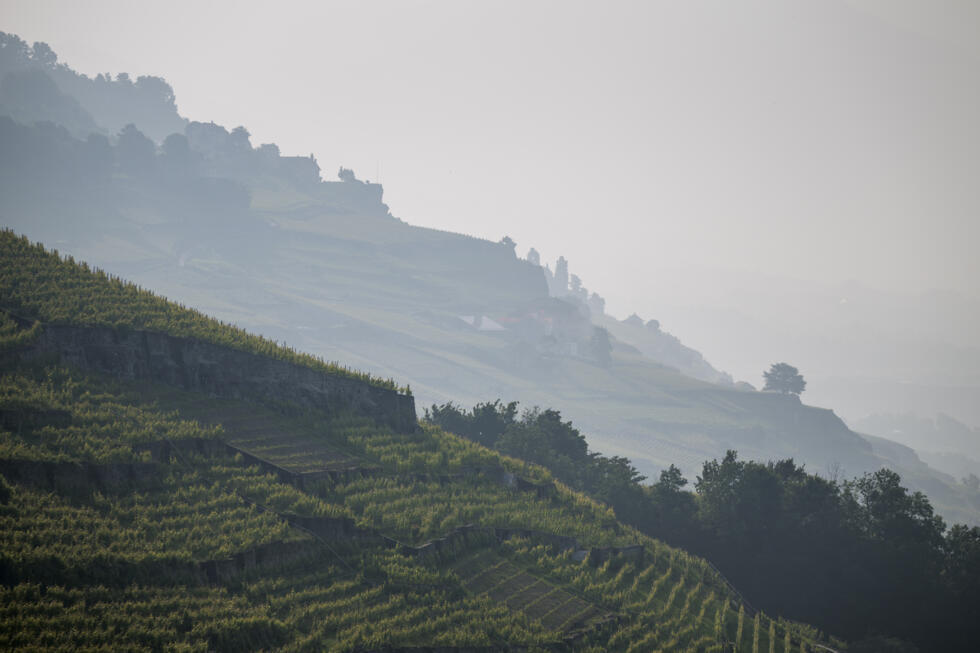 Vignobles recouverts de fumée