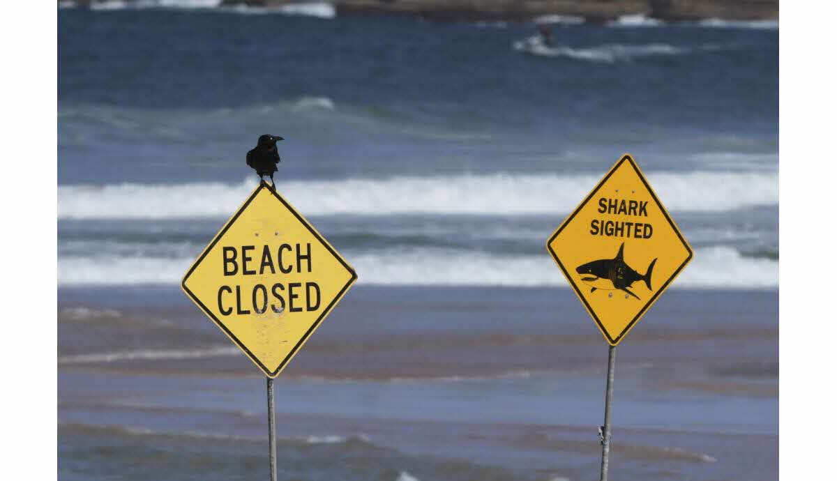 Surfeur victime d'une attaque près de Sydney